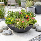 Mélange de Delosperma (œil-de-chat) – 12 plantes, Ø 7 cm, 10–12 cm de haut