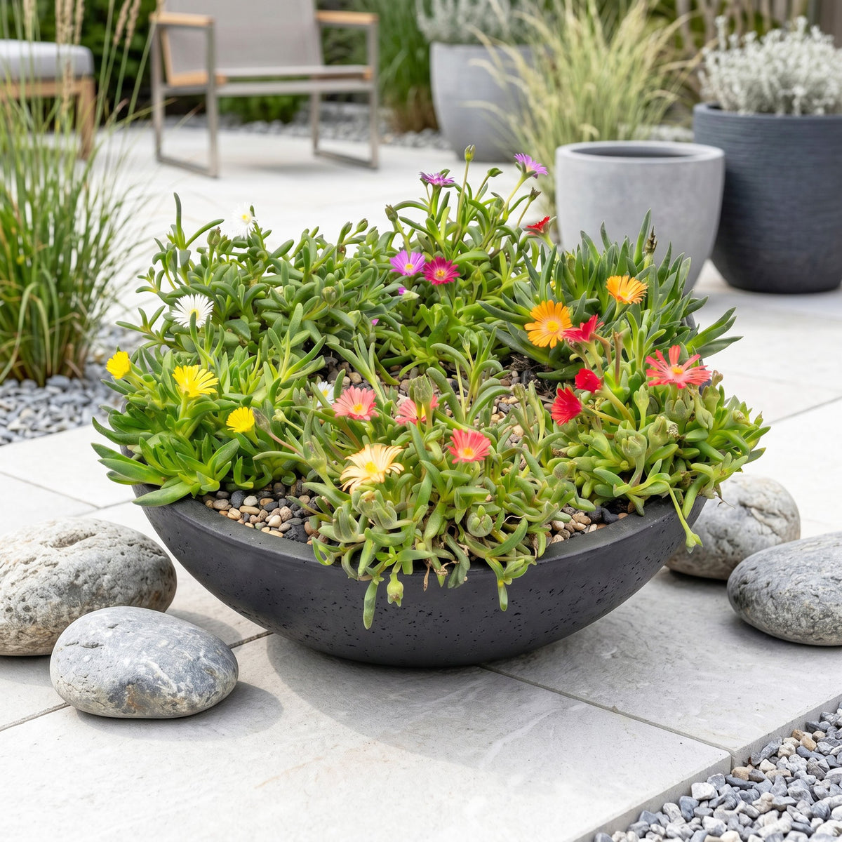 Mélange de Delosperma (œil-de-chat) – 12 plantes, Ø 7 cm, 10–12 cm de haut – photo 6