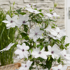 Clematis 'Garland Tsukiko' (Waldrebe) – Ø23 cm