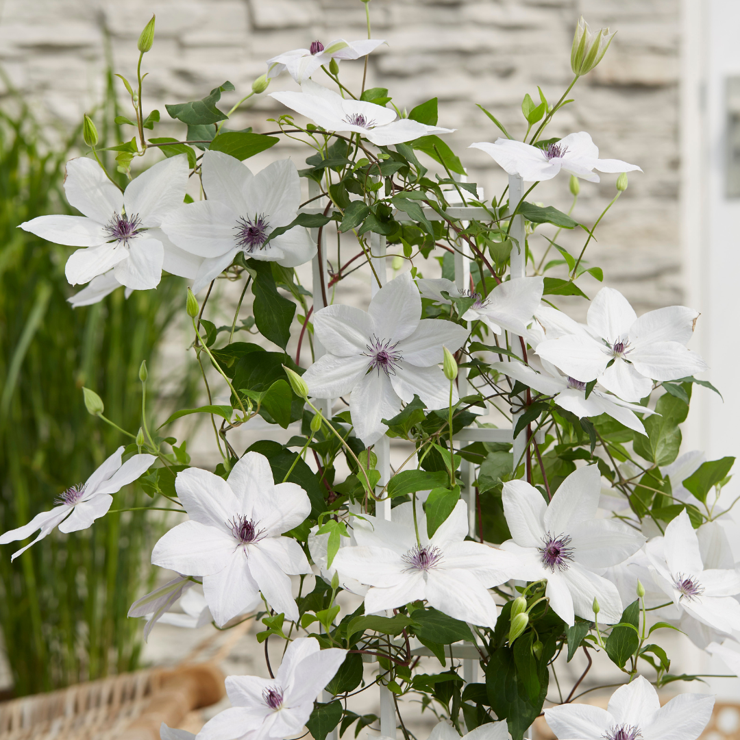 Clematis 'Garland Tsukiko' (bosrank) – Ø23 cm