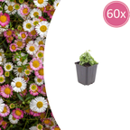 Erigeron karvinskianus (Mexican fleabane) – 60 plants, Ø9 cm, 10–25 cm high