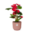 Anthurium Red 12 cm i ELHO Vibes Fold 14 cm pink (brændende kærlighed) – 40 cm høj