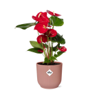 Anthurium Red 12 cm i ELHO Vibes Fold 14 cm pink (brændende kærlighed) – 40 cm høj