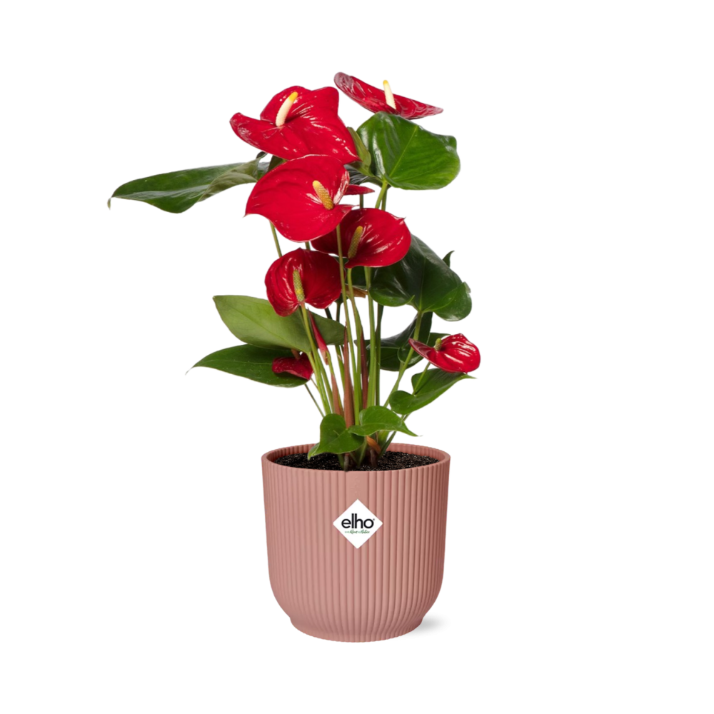 Anthurium Red 12 cm i ELHO Vibes Fold 14 cm pink (brændende kærlighed) – 40 cm høj