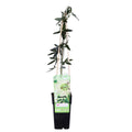 Passiflora caerulea 'Constance Elliot' (Passionsblume) – Ø 15 cm, 65 cm hoch