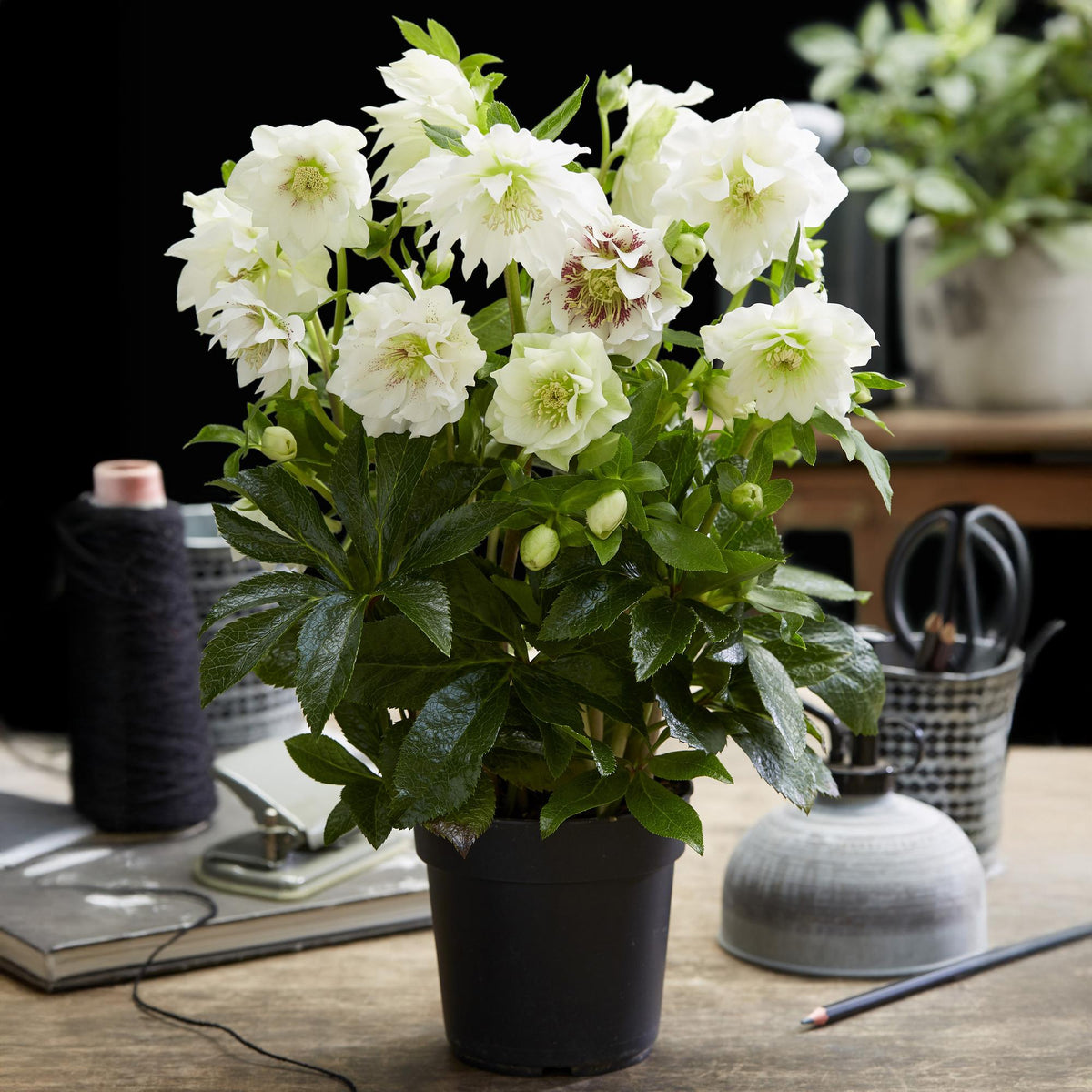 Helleborus orientalis 'Double Ellen White' (Christrose) – Ø 14 cm, 35 cm hoch