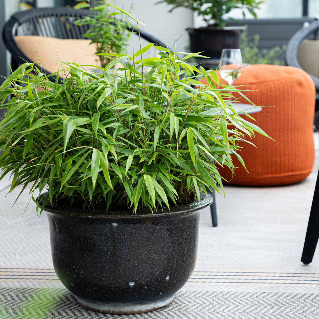 Fargesia rufa (bambou) – 6 plants, Ø14 cm, 35 cm de haut – photo 5