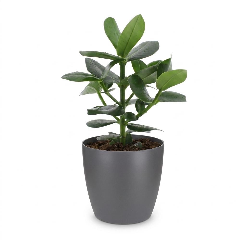Clusia Princess im grauen Potter-Übertopf – Ø 12 cm, 40 cm hoch