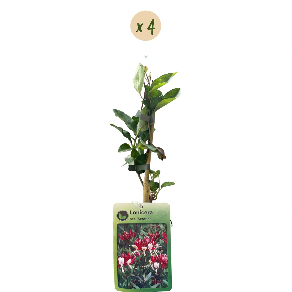 Lonicera periclymenum 'Serotina' (kaprifolie) – lilla-gul – 4 planter, Ø9 cm, 35 cm høj – billede 2