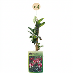 Lonicera periclymenum 'Serotina' (kaprifolie) – lilla-gul – 4 planter, Ø9 cm, 35 cm høj