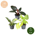 3× Philodendron tricolore bébé – Ø6 cm, 10–15 cm de haut