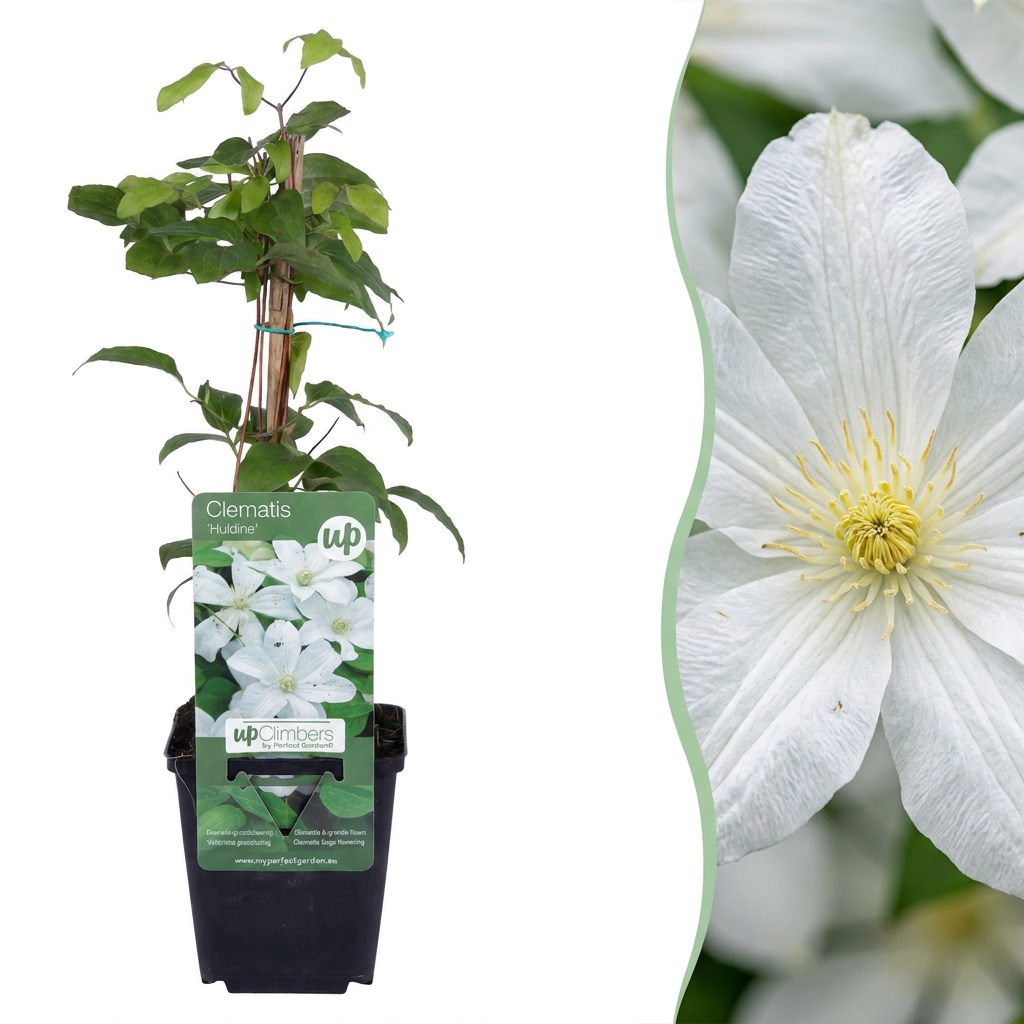 Clematis 'Jackmanii Huldine' (grimpette) – blanc – 4 plantes, Ø9 cm, 35 cm de haut