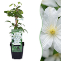 Clematis 'Jackmanii Huldine' (grimpette) – blanc – 4 plantes, Ø9 cm, 35 cm de haut