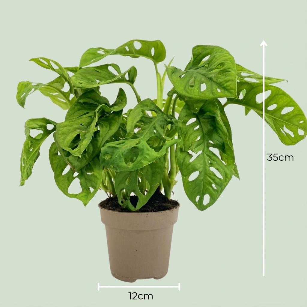 Monstera adansonii Monkey Mask (mini-monstera) – Ø12 cm, 25–35 cm hoog