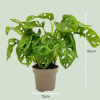 Monstera adansonii Monkey Mask (mini-monstera) – Ø12 cm, 25–35 cm hoog