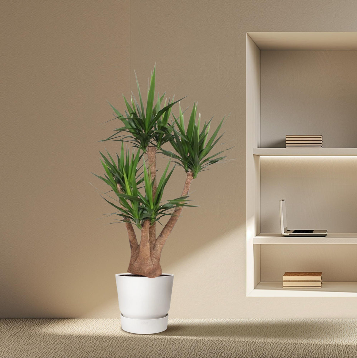 Yucca elephantipes verzweigt – Ø 45 cm, 170 cm hoch