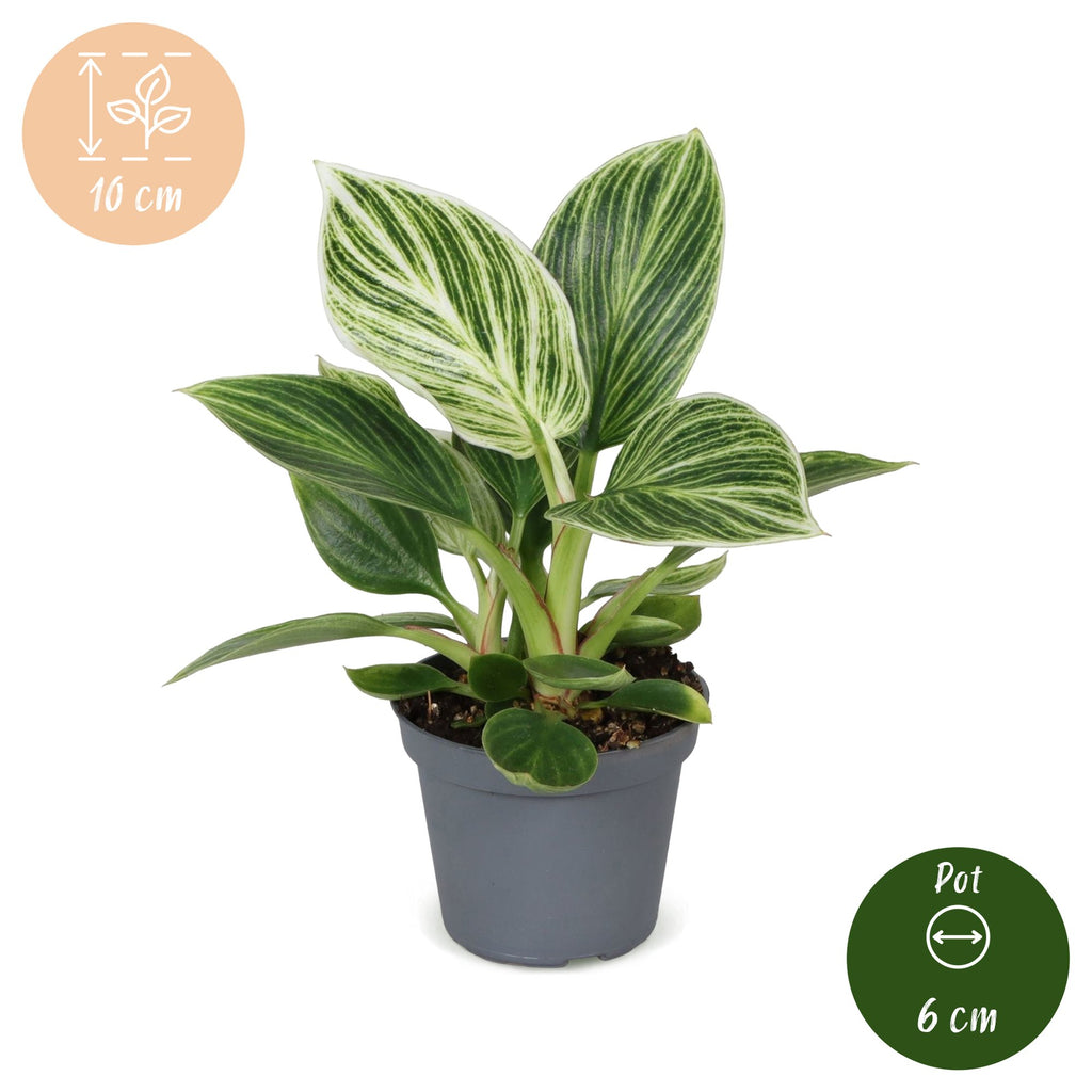 Philodendron White Measure – Ø6 cm, 10 cm høj