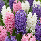 Hyacintblanding 'Pastel' – 40 blomsterløg (løgstørrelse 14/15)