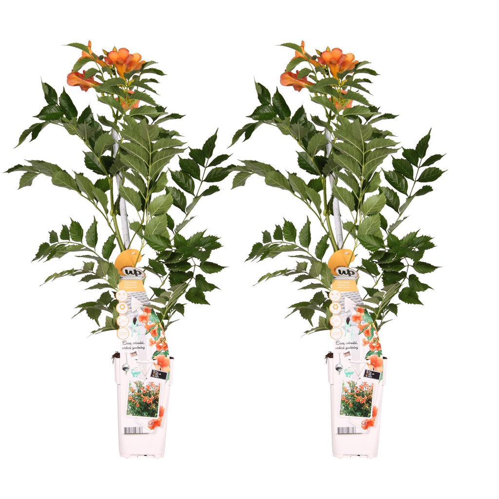 Campsis 'Indian Summer' (Trompeten-Kletterpflanze) – 2 Pflanzen, Ø15 cm, 65 cm hoch