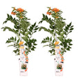 Campsis 'Indian Summer' (Trompeten-Kletterpflanze) – 2 Pflanzen, Ø15 cm, 65 cm hoch