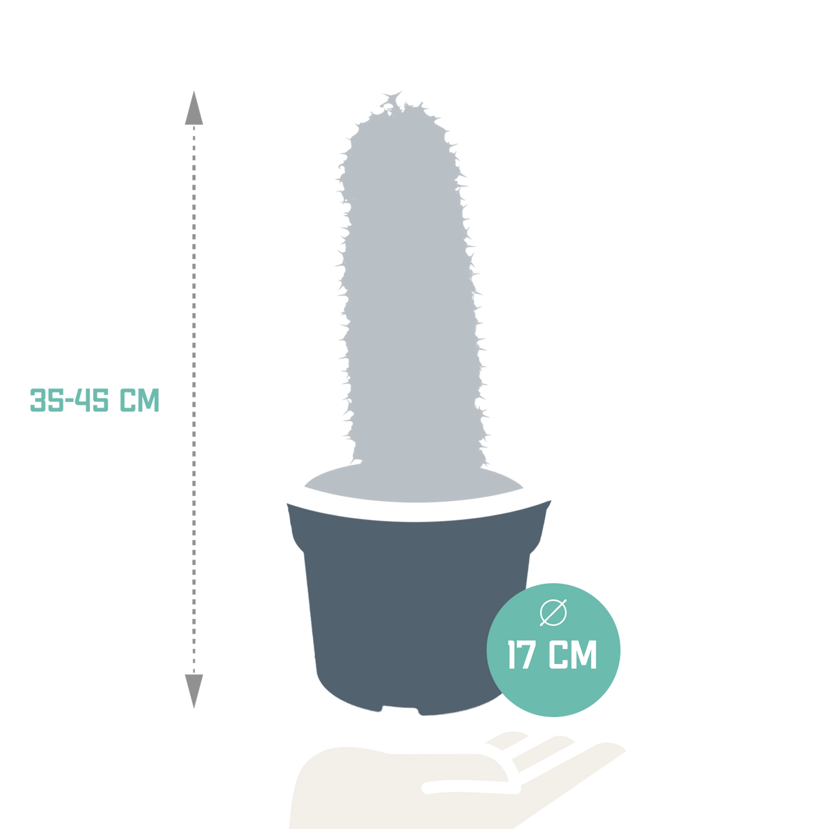 Euphorbia marmorata – Ø17 cm, 40 cm hoog