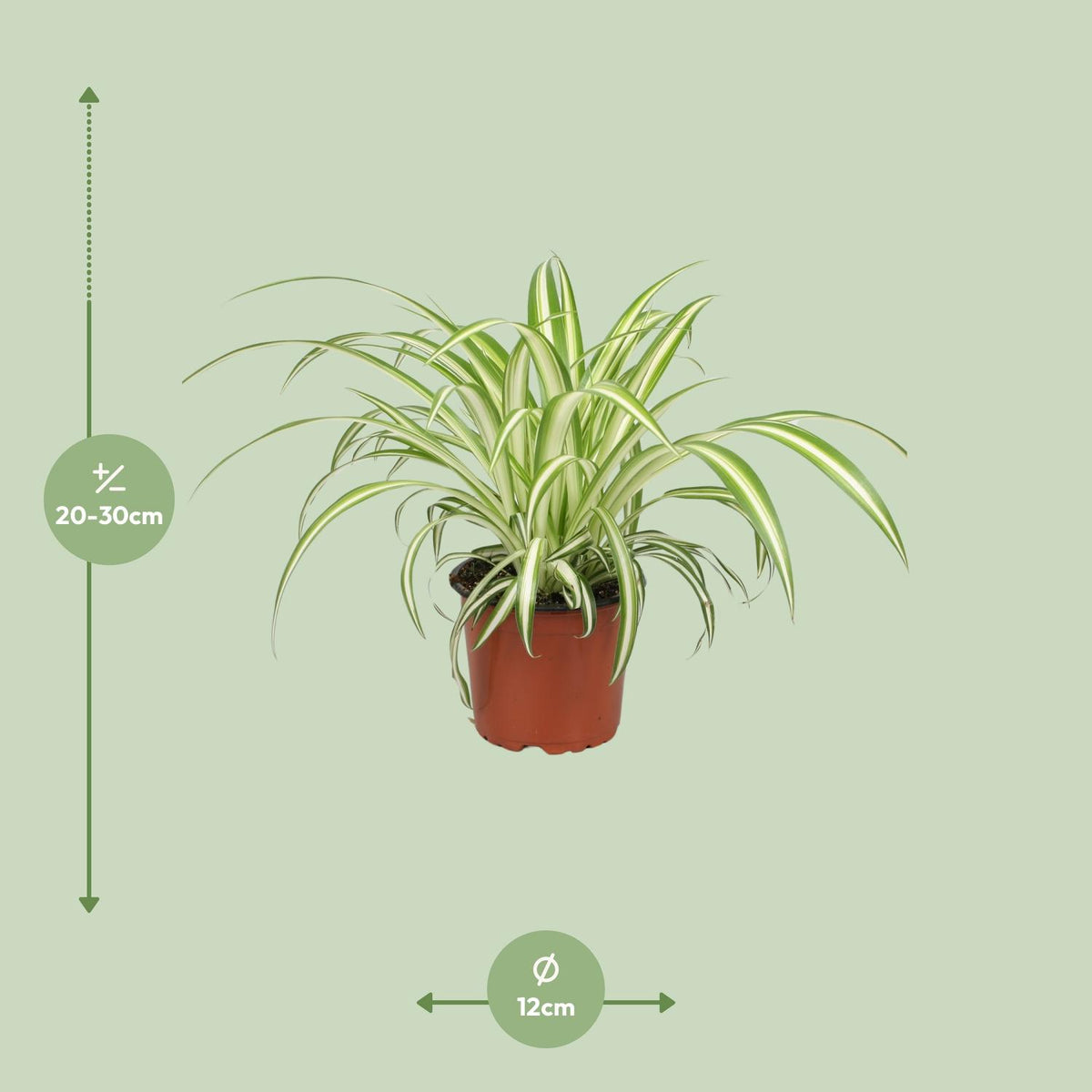 Chlorophytum (græsløg) – Ø12 cm, 25 cm høj