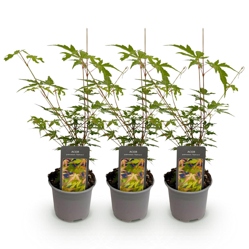 Acer palmatum 'Sangokaku' (Japanese maple) – 3 plants, Ø12 cm, 35 cm high – photo 2