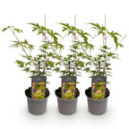 Acer palmatum 'Sangokaku' (Japanese maple) – 3 plants, Ø12 cm, 35 cm high