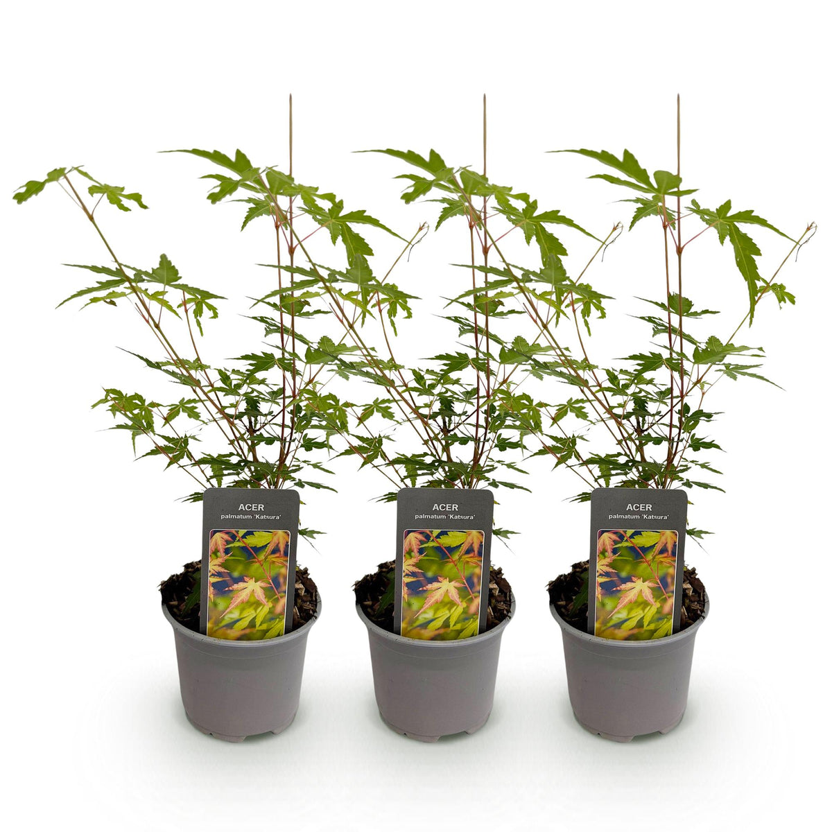 Acer palmatum 'Sangokaku' (Japanese maple) – 3 plants, Ø12 cm, 35 cm high – photo 2