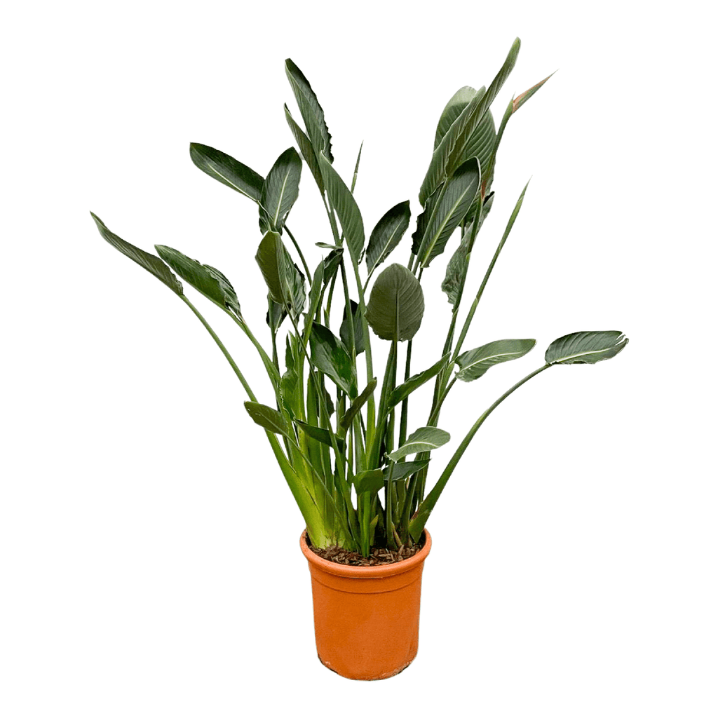 Strelitzia reginae XL (paradijsvogelbloem) – Ø30 cm, 150 cm hoog