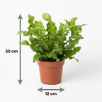4× Asplenium Crispy Wave (fugleredbreg) med kurv – Ø12 cm, 30 cm høj