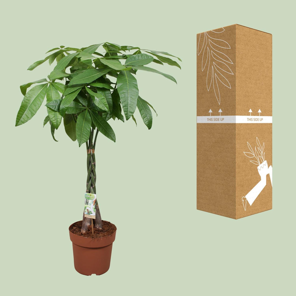 Pachira aquatica (pengeplante) – Ø24 cm, 120 cm høj