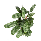 Calathea Oppenheimiana – Ø24 cm, 80–100 cm høj