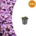 Thymus praecox 'Purple Beauty' (Zitronen-Thymian) – 24 Pflanzen, Ø9 cm, 10–25 cm hoch