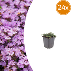 Thymus praecox 'Purple Beauty' (Zitronen-Thymian) – 24 Pflanzen, Ø9 cm, 10–25 cm hoch