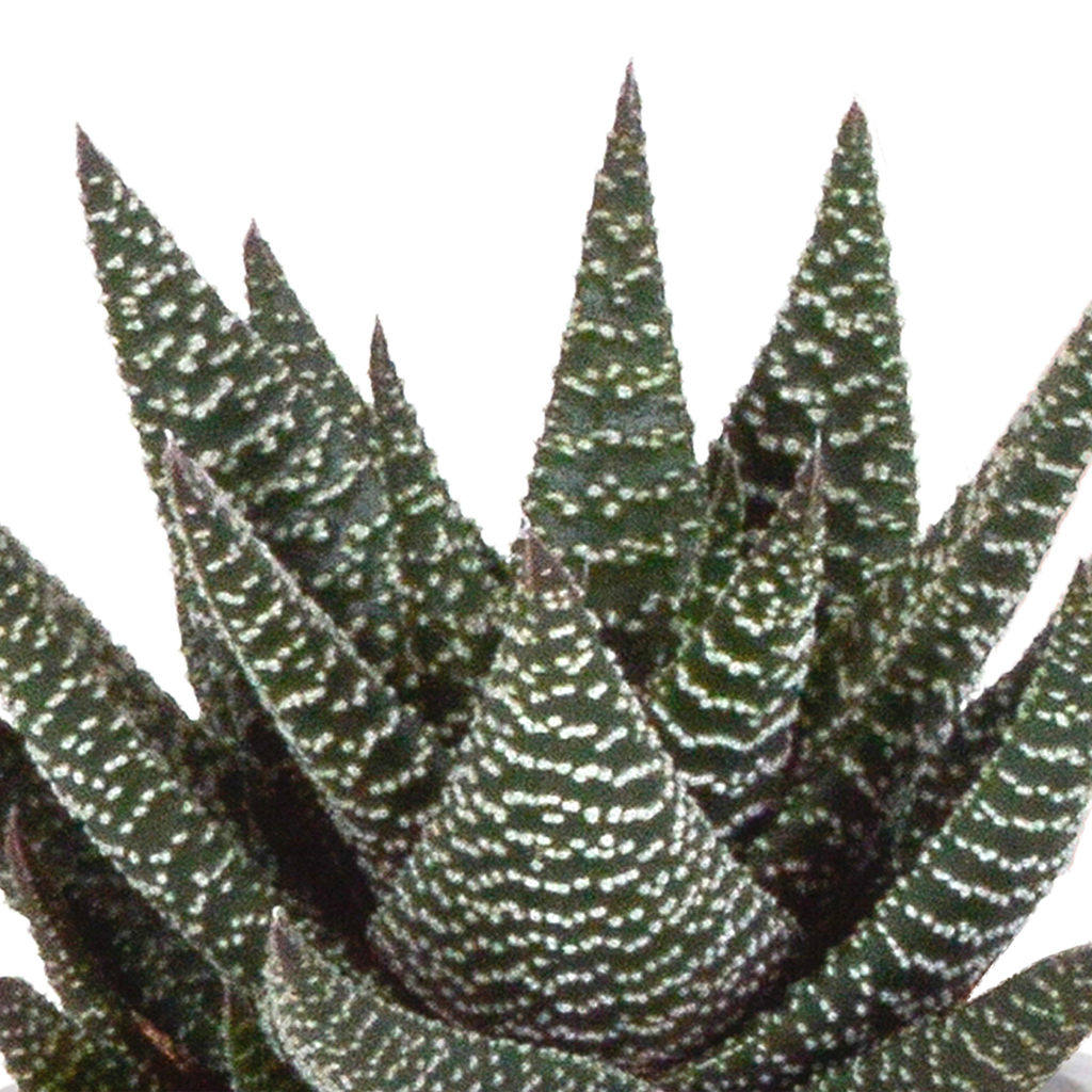 Gasteria/Haworthia mix in terracotta pot – Ø9 cm, 18 cm hoog