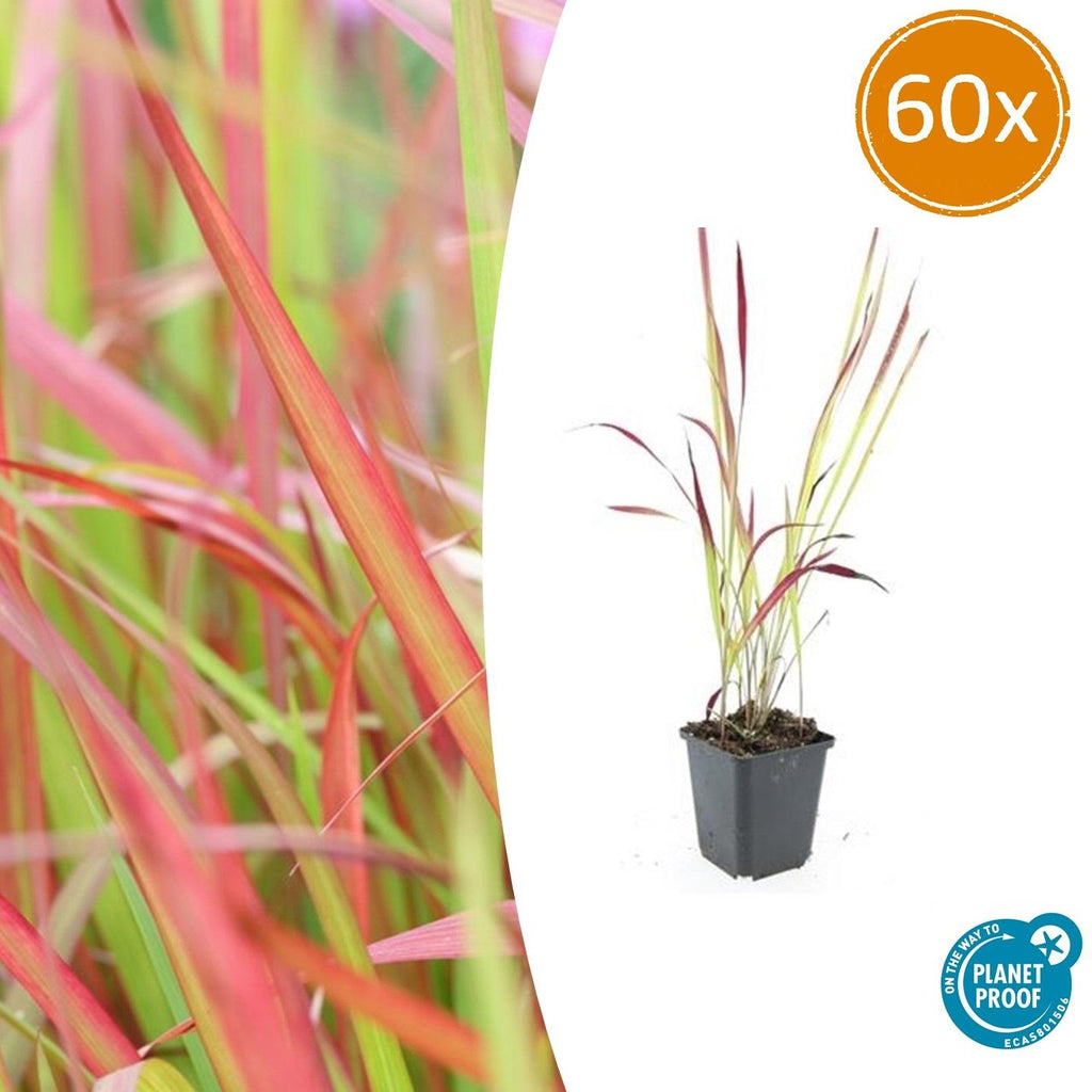 Imperata cylindrica 'Red Baron' (Japanisches Blutgras) – 60 Pflanzen, Ø9 cm, 10–25 cm hoch – Bild 2