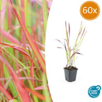Imperata cylindrica 'Red Baron' (Japanisches Blutgras) – 60 Pflanzen, Ø9 cm, 10–25 cm hoch