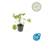 Geranium macrorrhizum 'Ingwersen’s Var.' (cranesbill) – 12 plants, Ø9 cm, 10–25 cm high