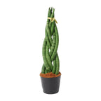 Sansevieria cylindrica 'Twist' (vrouwentong) – Ø10 cm, 40 cm hoog