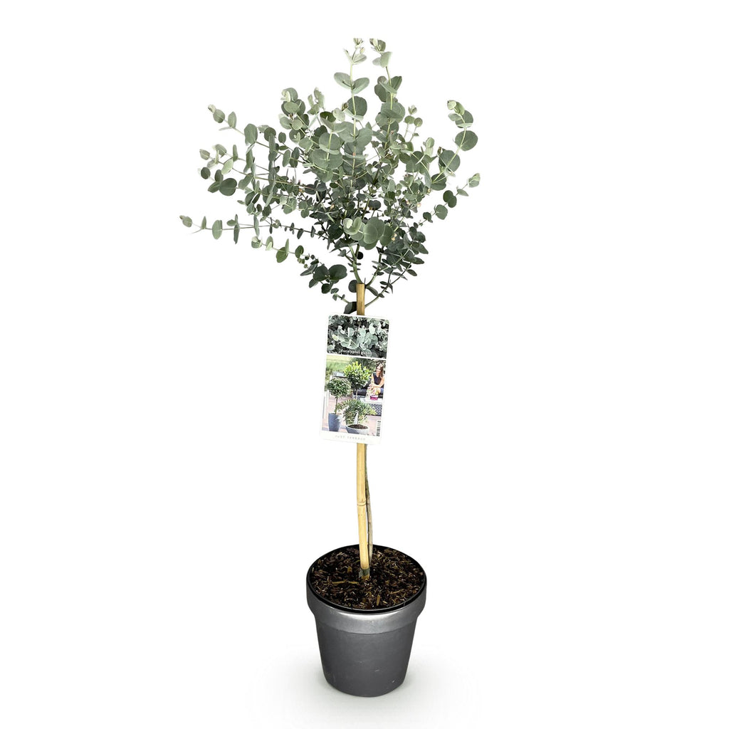Eucalyptus gunni 'Azure' auf Stamm – Ø 19 cm, 70–90 cm hoch – Bild 2