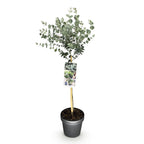 Eucalyptus gunni 'Azure' auf Stamm – Ø 19 cm, 70–90 cm hoch