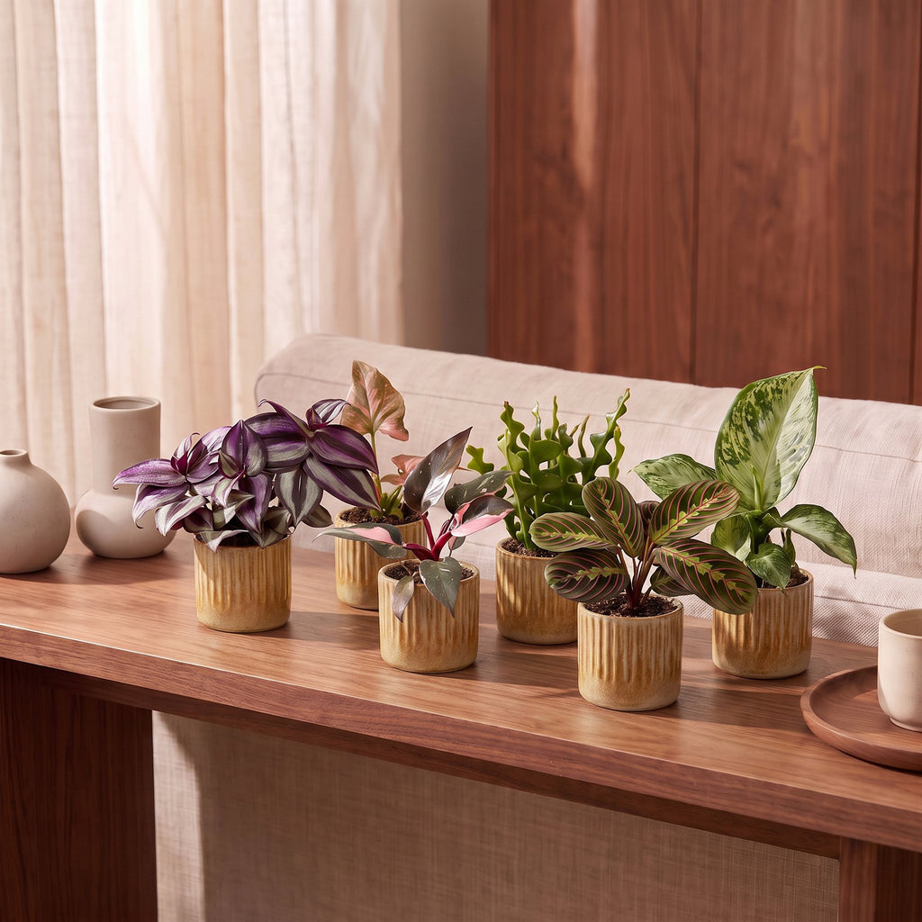 6× Coffret surprise de plantes d’intérieur incl. Linnea Honey – Ø6 cm, 5–15 cm de haut – photo 3