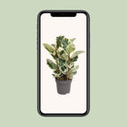 Ficus elastica Tineke (gummitræ) – Ø27 cm, 100 cm høj