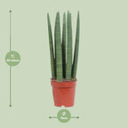 Sansevieria Straight (svigermors tunge) – Ø12 cm, 40 cm høj