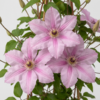 Clematis 'Hagley Hybrid' (grimpette) – rose – 6 plantes, Ø9 cm, 35 cm de haut