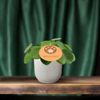 Pilea peperomioides (pannenkoekplant) – Ø12 cm, 20 cm hoog