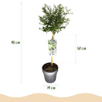 Ceanothus thyrsiflorus repens (Amerikaanse sering) op stam – Ø19 cm, 90 cm hoog