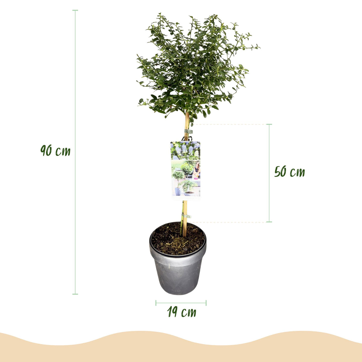 Ceanothus thyrsiflorus repens (Amerikaanse sering) op stam – Ø19 cm, 90 cm hoog