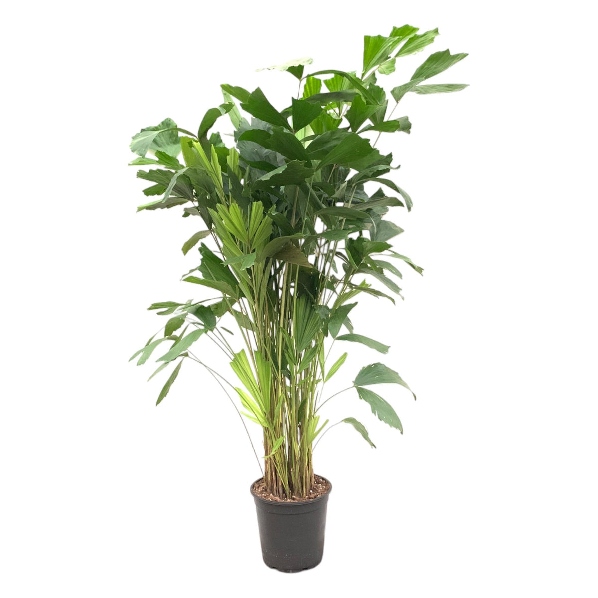 Caryota Mitis (palmier queue-de-renard) – Ø24 cm, 150 cm de haut